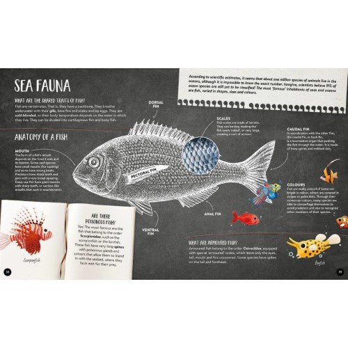 Sassi What How and Why The Sea Book and Poster