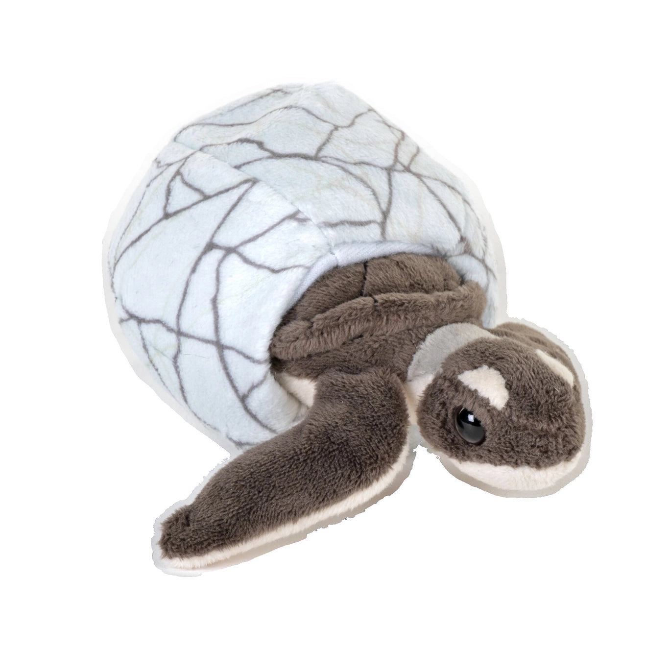 Hatchling - Green Sea Turtle