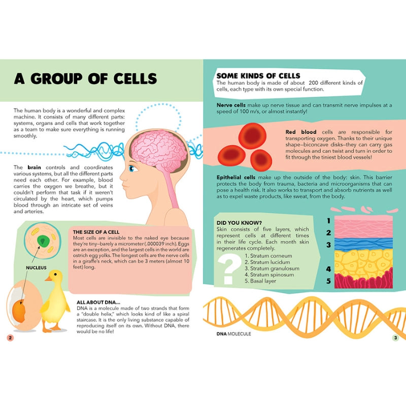 Sassi Travel, Learn and Explore - Puzzle and Book Set - the Human Body, 200 Pcs