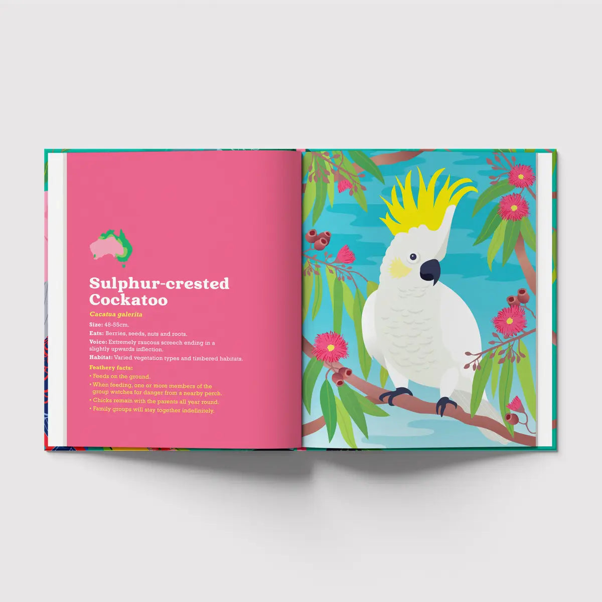 Birds in My Australian Back Yard Hardcover Book