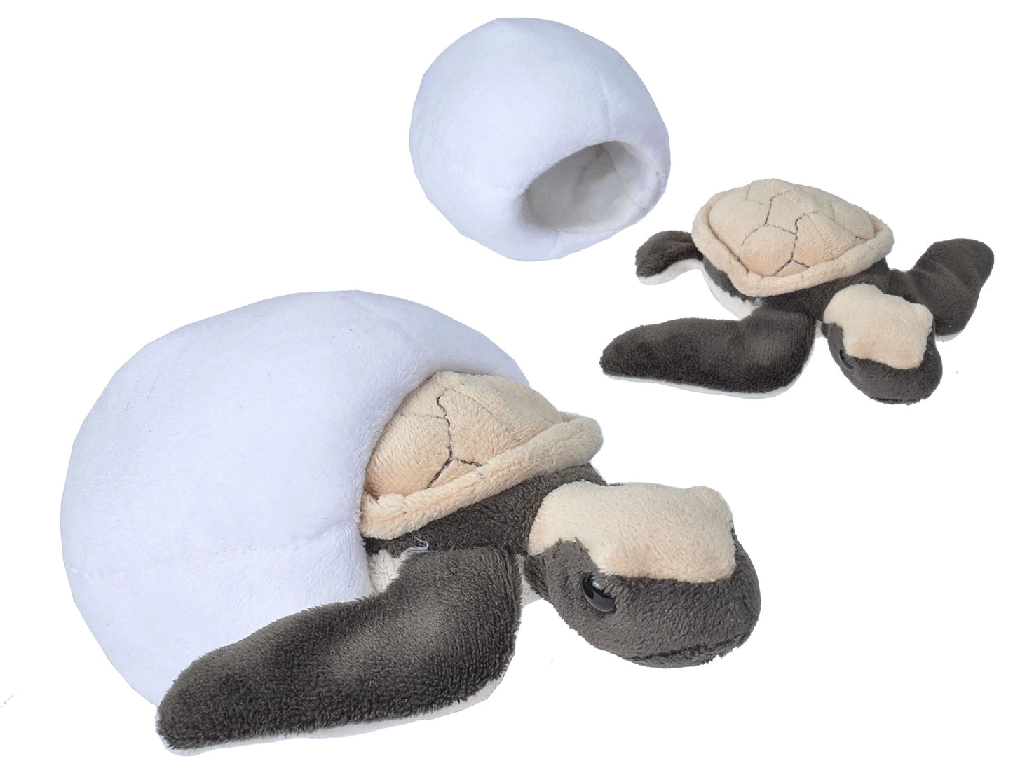 Hatchling - Hawksbill Sea Turtle