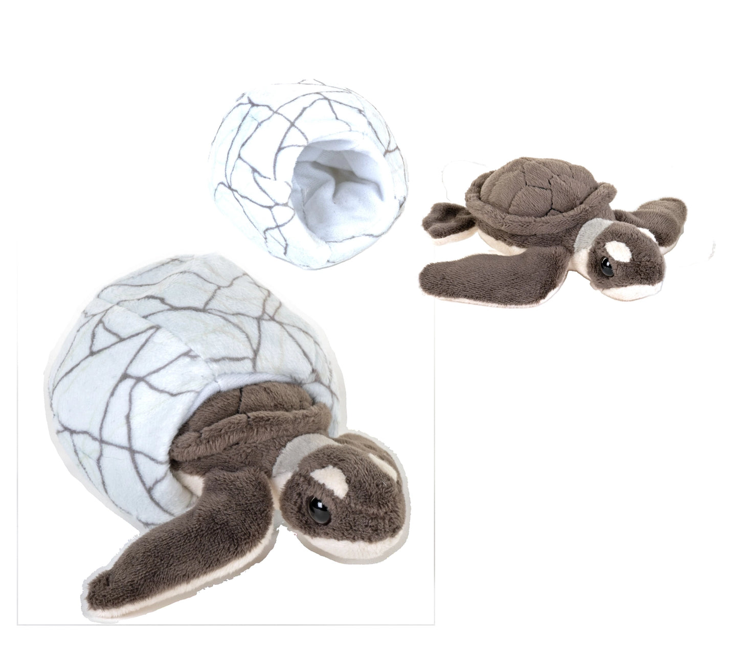 Hatchling - Green Sea Turtle